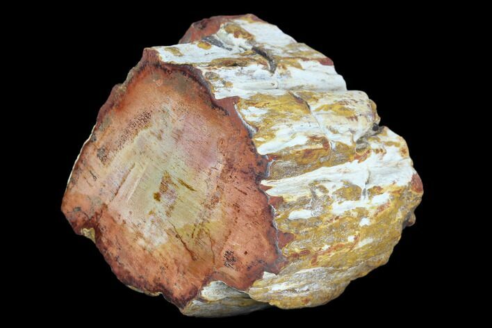 Colorful Petrified Wood (Araucaria) Limb - Madagascar #128204